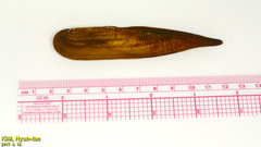 Lanceolaria acrorrhyncha