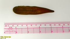 Lanceolaria acrorrhyncha