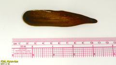 Lanceolaria acrorrhyncha
