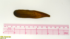 Lanceolaria acrorrhyncha