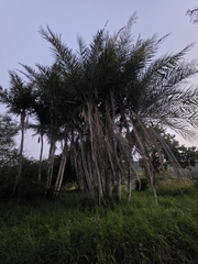 Syagrus cearensis