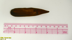 Lanceolaria acrorrhyncha