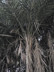 Syagrus cearensis, photograph (c) Marcello Mastroianni Albuquerque Araújo, some rights reserved (CC BY)