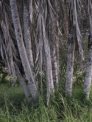 Syagrus cearensis, photograph 4