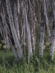 Syagrus cearensis, photograph (c) Marcello Mastroianni Albuquerque Araújo, some rights reserved (CC BY)