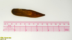 Lanceolaria acrorrhyncha