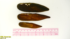 Lanceolaria acrorrhyncha