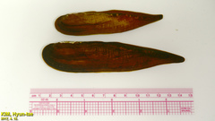 Lanceolaria acrorrhyncha