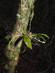 Sarcochilus falcatus, photograph (c) Samuel Frankel, some rights reserved (CC BY)