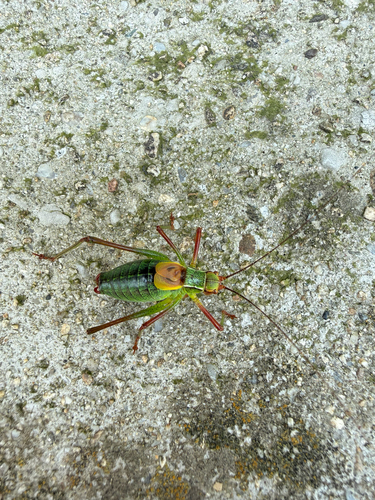Eastern Saw-tailed Bush-cricket