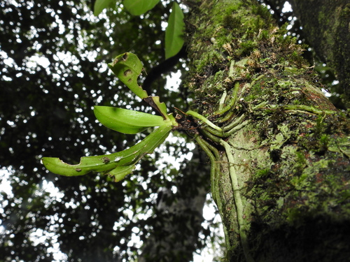 Sarcochilus falcatus, photograph 5