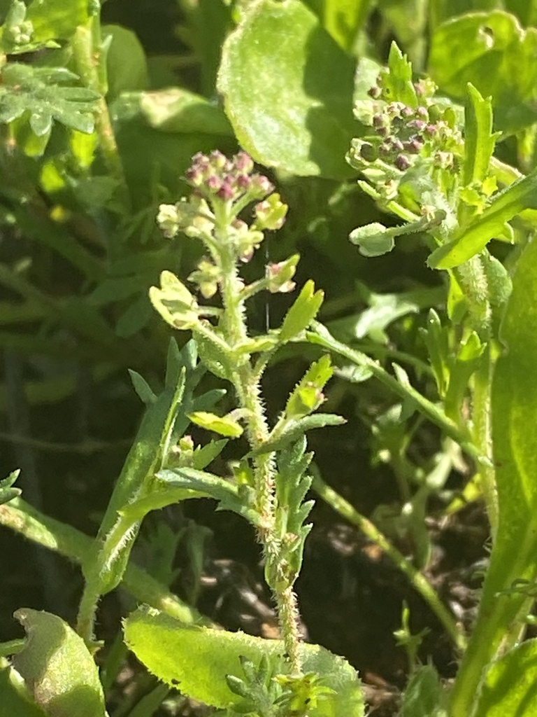 Lepidium oxytrichum