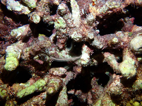 Ophiomastix caryophyllata observed 2026-07-11