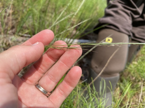 Aristida virgata observed 2026-07-18
