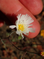 Malacothrix floccifera