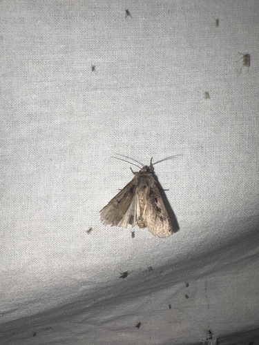 Setaceous Hebrew Character