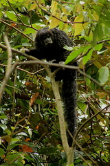 Pithecia milleri