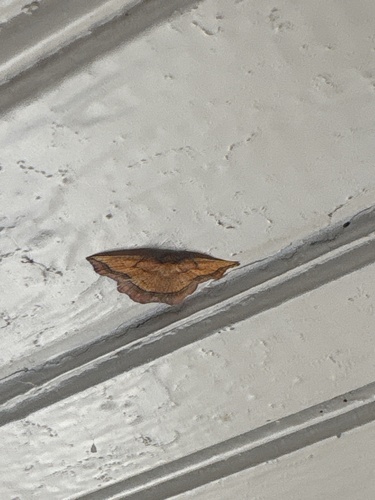 Bordered Beauty