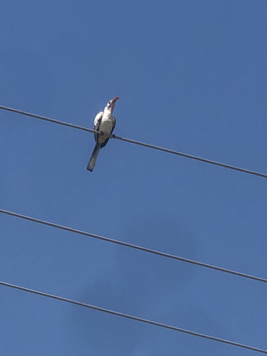 Northern Red-billed Hornbill