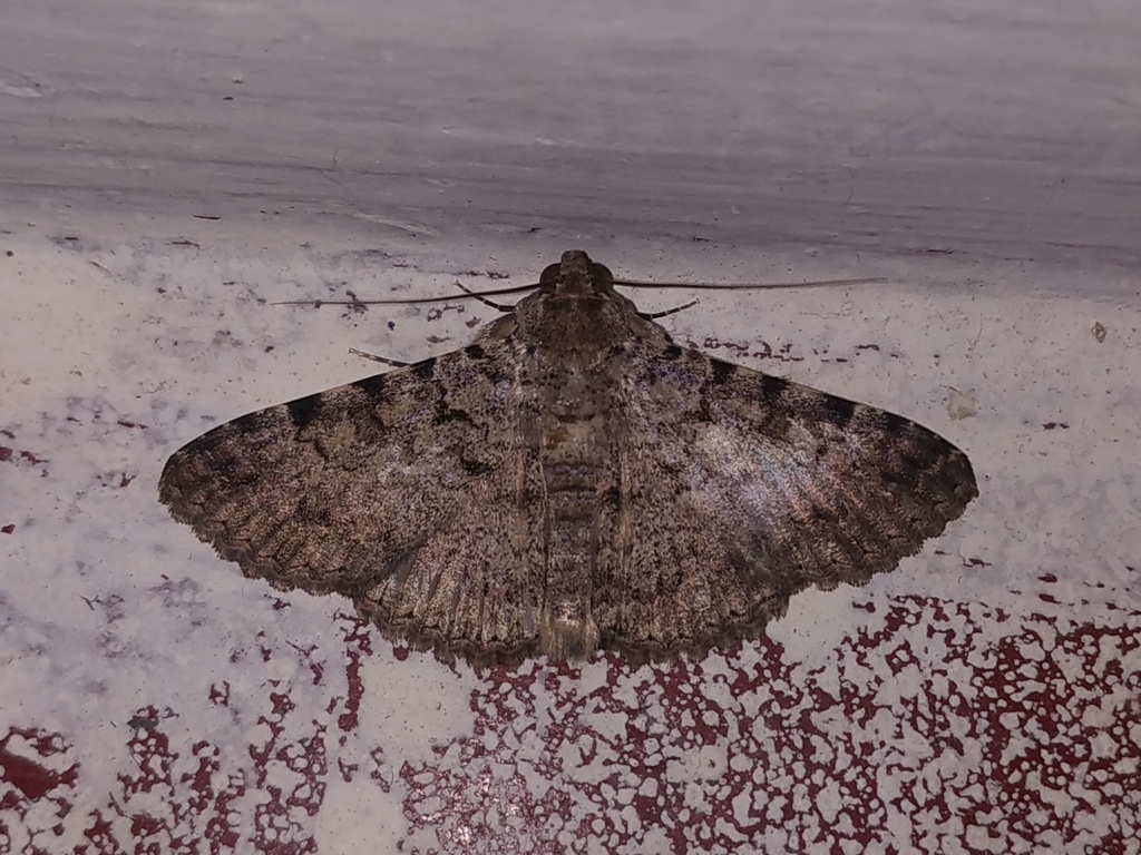 Moth