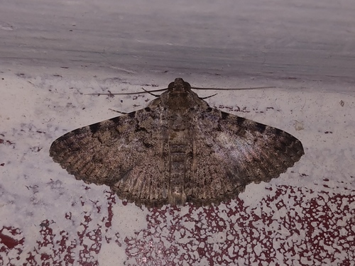 Moth