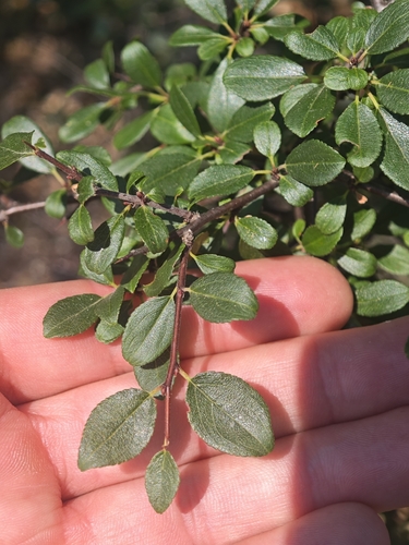 Rhamnus saxatilis, photograph 5