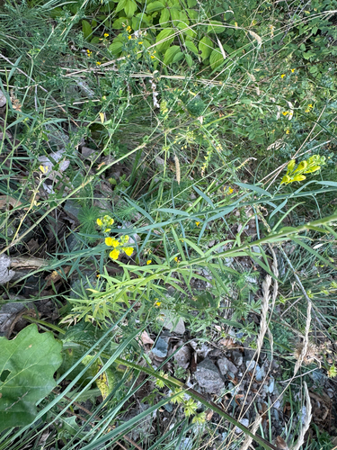 Linaria angustissima, photograph 2