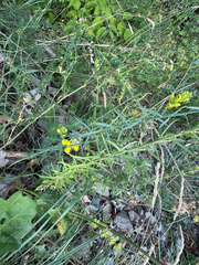 Linaria angustissima, photograph (c) Jeff Clark, some rights reserved (CC BY)