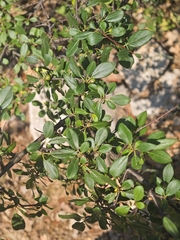 Rhamnus saxatilis, photograph (c) Aubin NORMAND, some rights reserved (CC BY)
