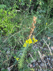 Linaria angustissima, photograph (c) Jeff Clark, some rights reserved (CC BY)