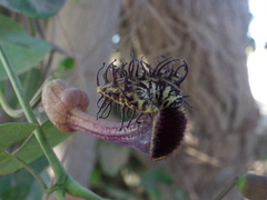 Aristolochia taliscana