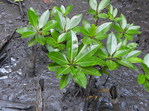 Rhizophora apiculata, photograph 3