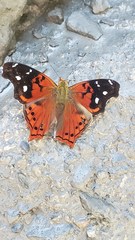 Hypanartia cinderella