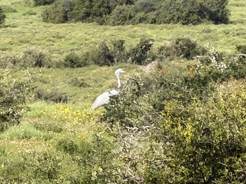 iNaturalist image
