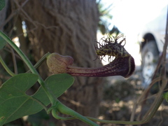 Aristolochia taliscana