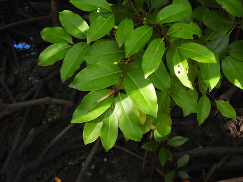 Xylocarpus moluccensis, photograph 3