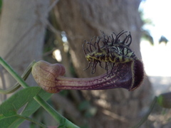 Aristolochia taliscana
