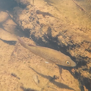 Spangled Perch