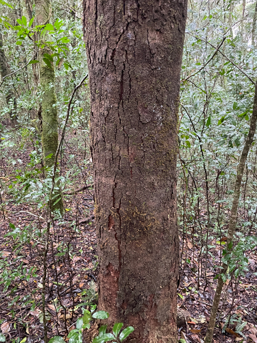 Geijera salicifolia, photograph 3