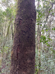 Geijera salicifolia, photograph (c) Samuel Frankel, some rights reserved (CC BY)