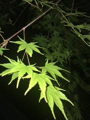Acer palmatum