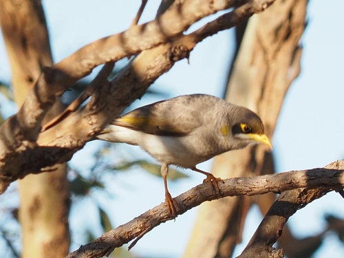 Yellow-throated Miner