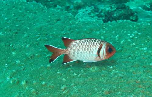 Myripristis botche observed 2026-03-22