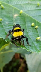Bombus transversalis