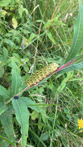 Bedstraw Hawkmoth