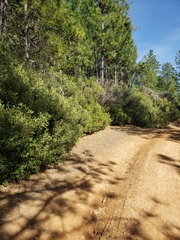 Notholithocarpus densiflorus echinoides