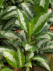 Aglaonema nitidum