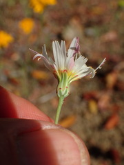 Malacothrix floccifera