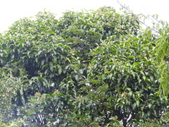 Geijera salicifolia, photograph (c) Samuel Frankel, some rights reserved (CC BY)