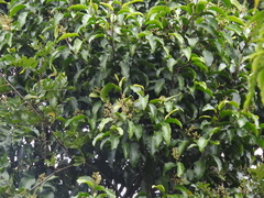 Geijera salicifolia, photograph (c) Samuel Frankel, some rights reserved (CC BY)